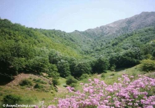 سفربه زیستگاه گوزن قرمز