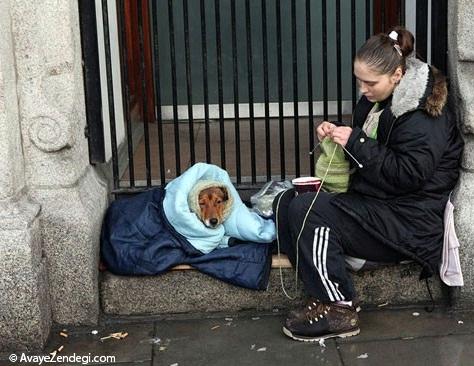 سگها عاشقتان هستند حتی اگر... سگها عاشقتان هستند حتی اگر...