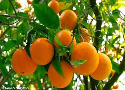 9 یار سلامتی به شرط اعتدال 9 یار سلامتی به شرط اعتدال