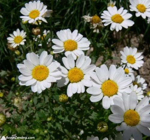 داروهای طبیعی برای کودکان داروهای طبیعی برای کودکان