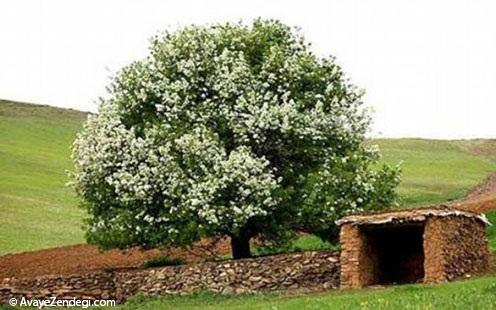 زیبایی‌های ایران: استان کردستان
