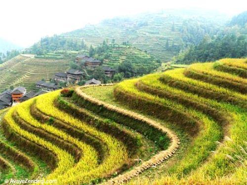 زیباترین مزارع برنج دنیا زیباترین مزارع برنج دنیا