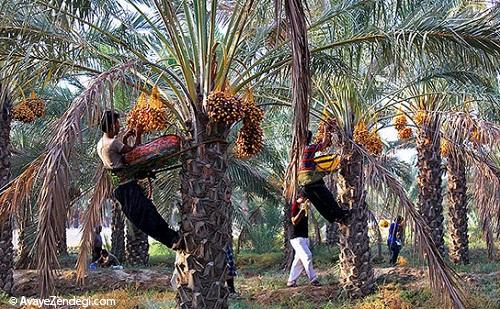 برداشت رُطَب در استان بوشهر