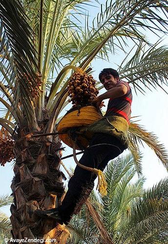 برداشت رُطَب در استان بوشهر