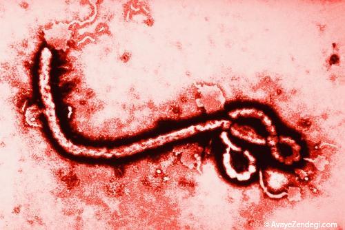 بیماری ویروسی ابولا را می شناسید؟