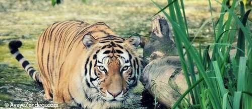 تصاویر فوق العاده از ببرهای پرصلابت و زیبا 