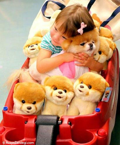 معروف ترین سگ دنیا(بو Boo)
