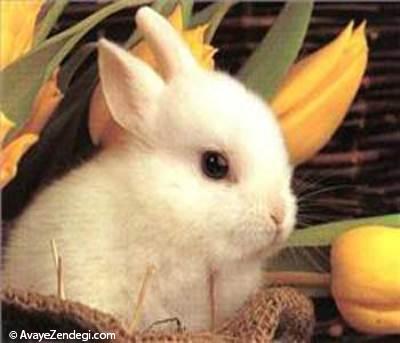  همه چیز درمورد خرگوش ها 