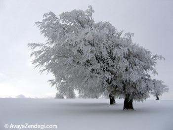  شعر زمستان 