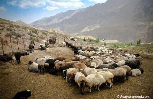 جاذبه گردشگری روستای وزنا قزقانچای 