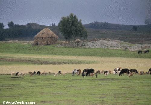 آوای زندگی