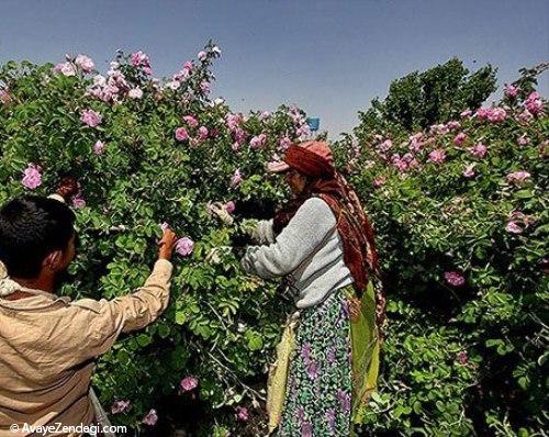  گلاب گیری در میمند 