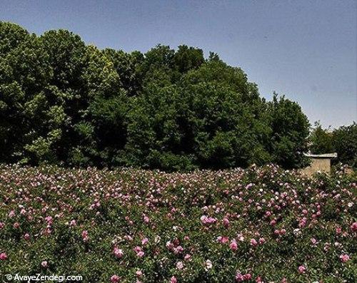  گلاب گیری در میمند 