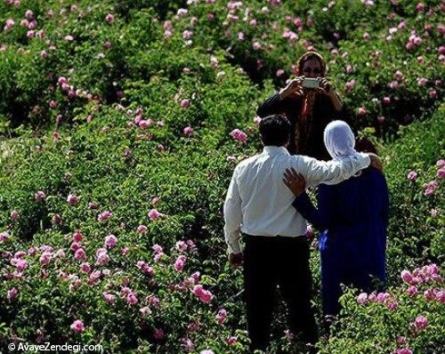  گلاب گیری در میمند 