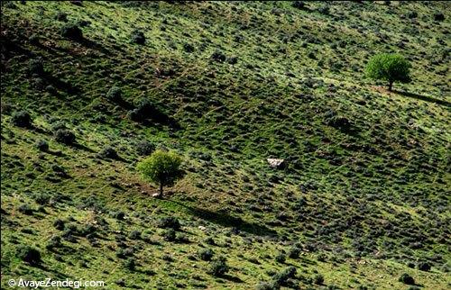  طبیعت بهاری روستای آب ملخ 