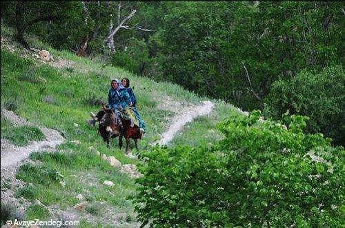  طبیعت بهاری روستای آب ملخ 