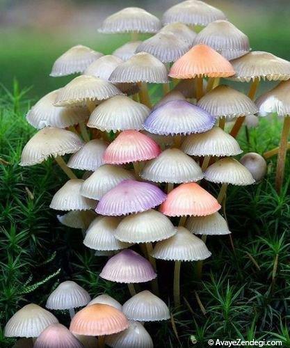  قارچ های رنگی و زیبا 