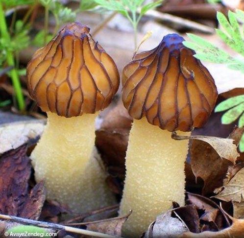  قارچ های رنگی و زیبا 