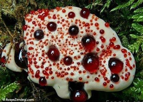  قارچ های رنگی و زیبا 