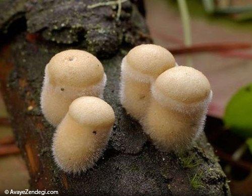  قارچ های رنگی و زیبا 
