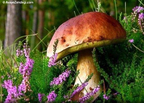  قارچ های رنگی و زیبا 