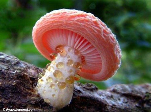  قارچ های رنگی و زیبا 