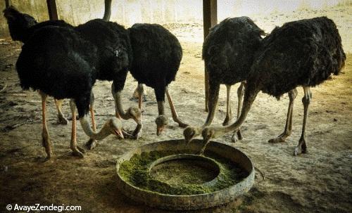 جایی که شترمرغ ها چشم باز می کنند