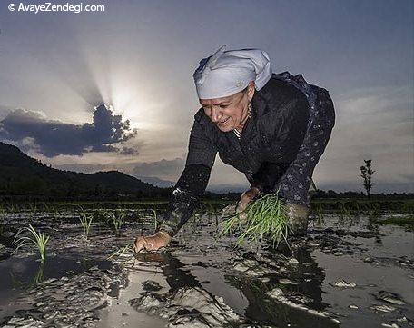  زنان شالیکار شمال 