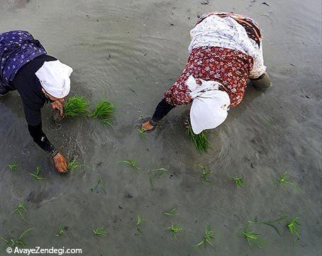  زنان شالیکار شمال 