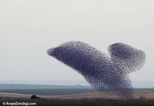  پرواز گروهی زیبای پرندگان 