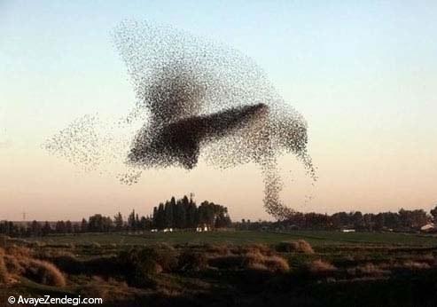  پرواز گروهی زیبای پرندگان 