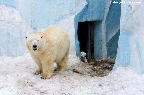 عکس های خرس قطبی و بچه خرس