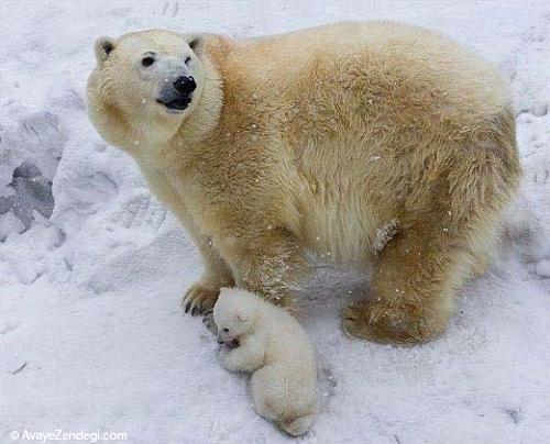 عکس های خرس قطبی و بچه خرس