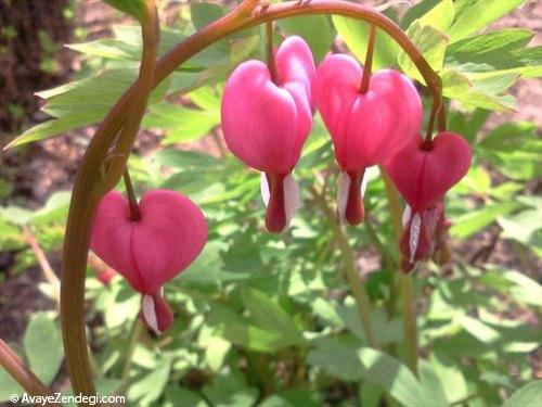 گل عاشقانه قلبی