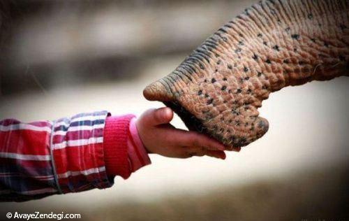  عکس های خنده دار و جالب حیوانات 