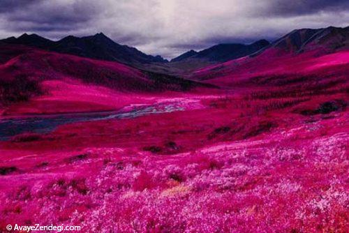  عکس های جالب و دیدنی از قطب شمال 