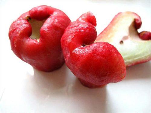  عکس های جالب از سیب گل رُزی 