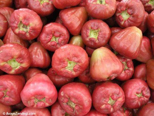  عکس های جالب از سیب گل رُزی 