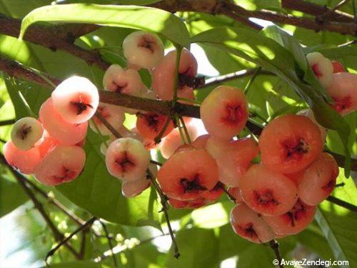  عکس های جالب از سیب گل رُزی 