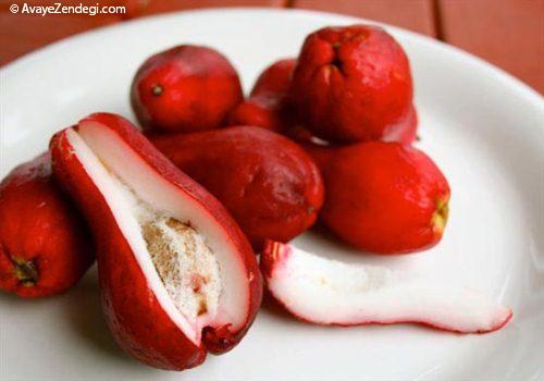  عکس های جالب از سیب گل رُزی 