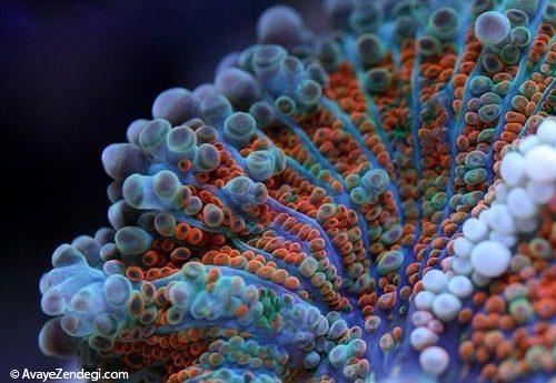 عکس های جالب از مرجان دریایی از نمای نزدیک