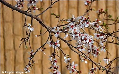  عکس شکوفه های بهاری بادام 