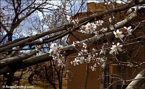  عکس شکوفه های بهاری بادام 