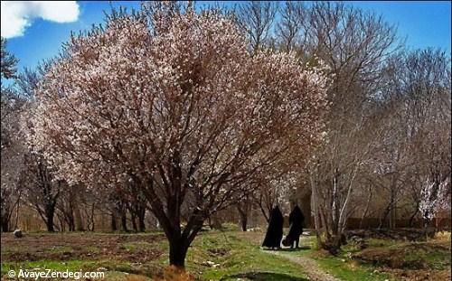 عکس شکوفه های بهاری بادام