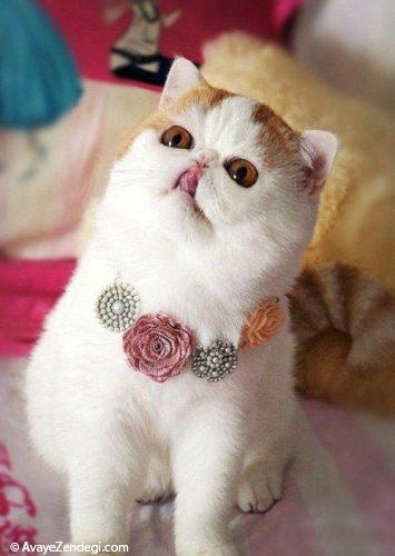  عکس هایی از گربه ایرانی زیبا و دوست داشتنی 