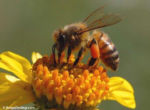 عکس های جالب از زندگی زنبور عسل