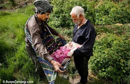 از گزنگبین و رزماری تا آبگرم و شن داغ