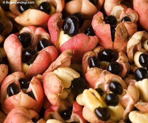 خوردن این غذاها واقعا دل و جرات میخواهد! خوردن این غذاها واقعا دل و جرات میخواهد!