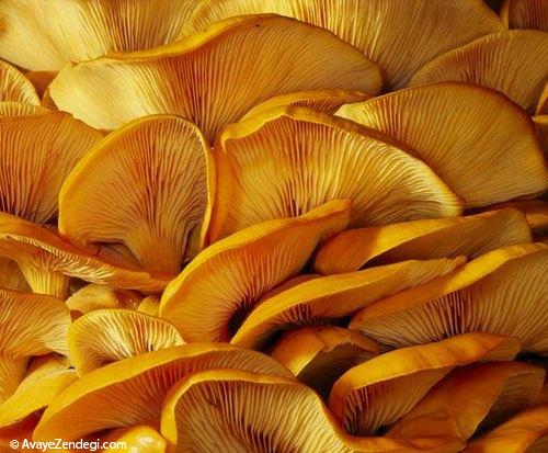 خوردن این غذاها واقعا دل و جرات میخواهد! خوردن این غذاها واقعا دل و جرات میخواهد!