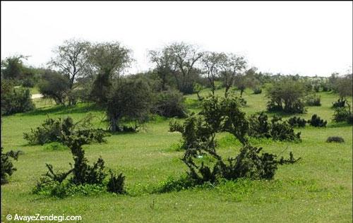 بوشهر و این همه جاذبه گردشگری (3) بوشهر و این همه جاذبه گردشگری (3)
